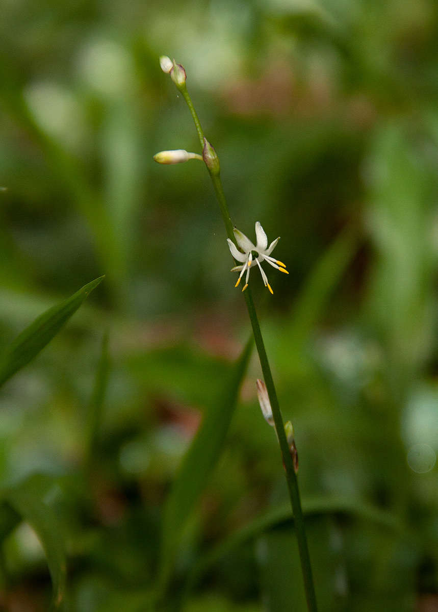 Plancia ëd Chlorophytum