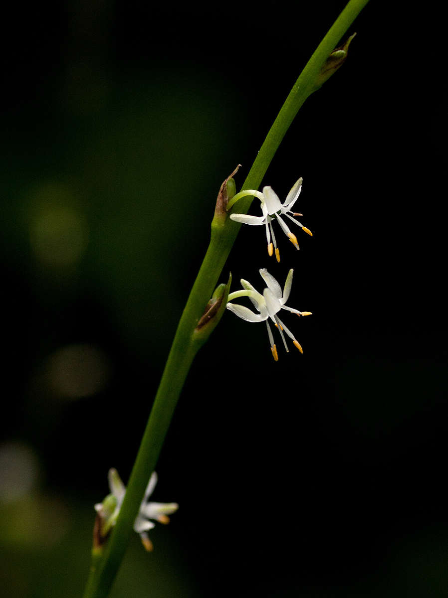 Plancia ëd Chlorophytum