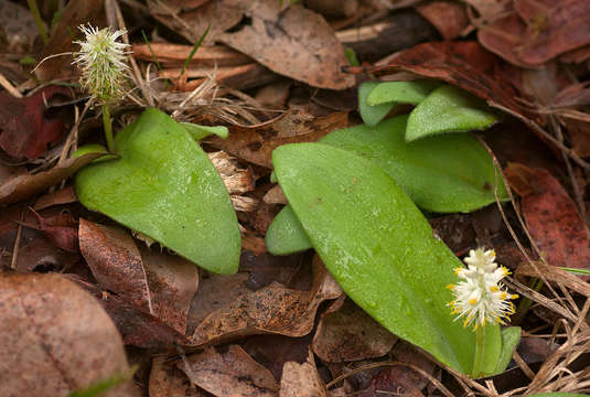 Image of Chlorophytum leptoneurum (C. H. Wright) Poelln.