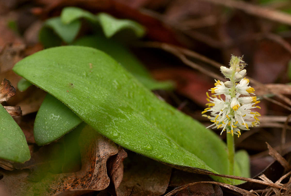 Image of Chlorophytum leptoneurum (C. H. Wright) Poelln.