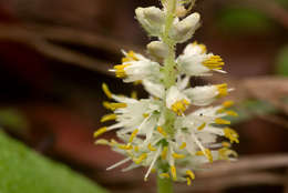 Image of Chlorophytum leptoneurum (C. H. Wright) Poelln.