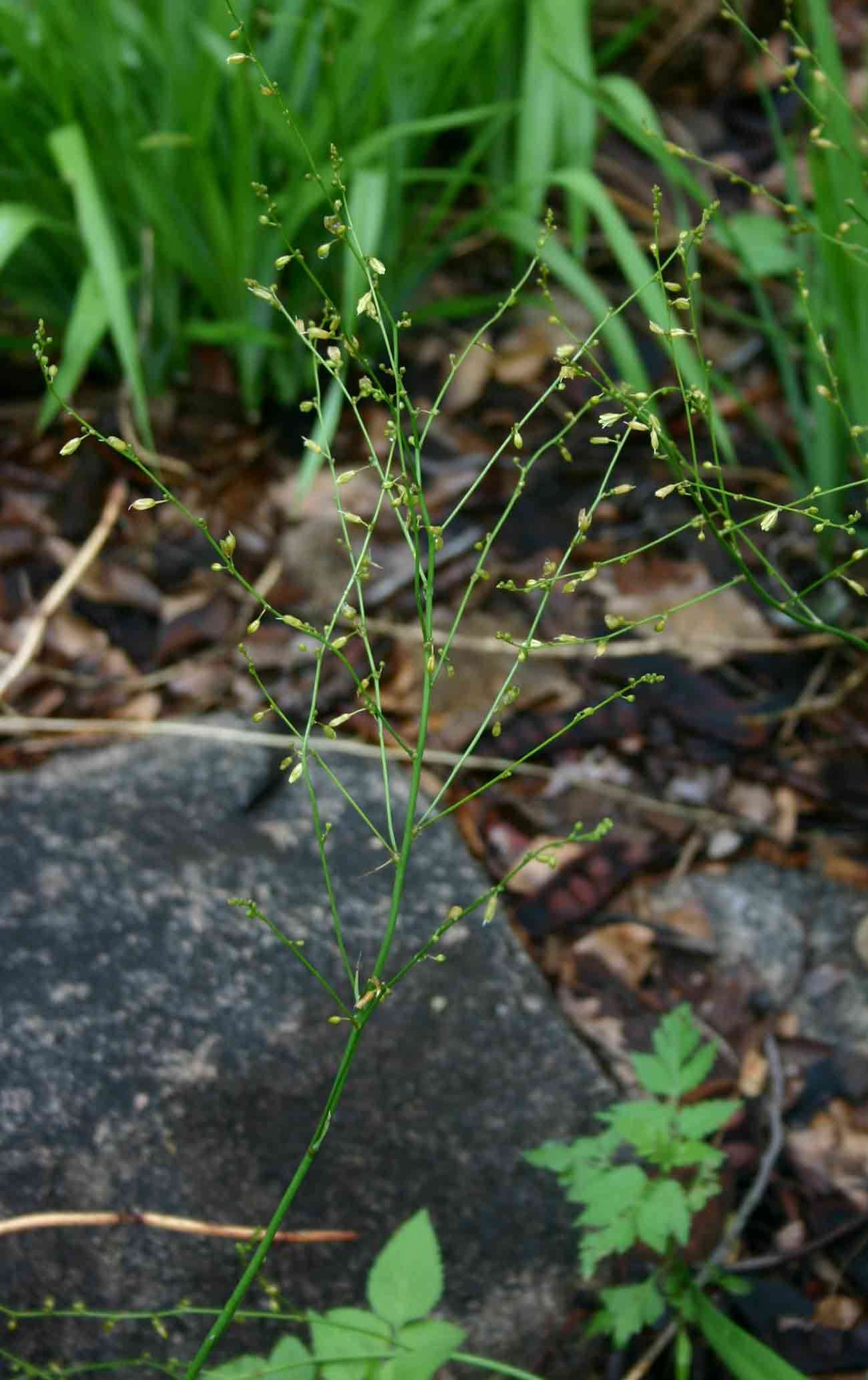 Image of Chlorophytum polystachys Baker