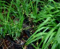 Image of Chlorophytum polystachys Baker