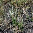 Image of Chlorophytum africanum var. silvaticum (Dammer) Meerts