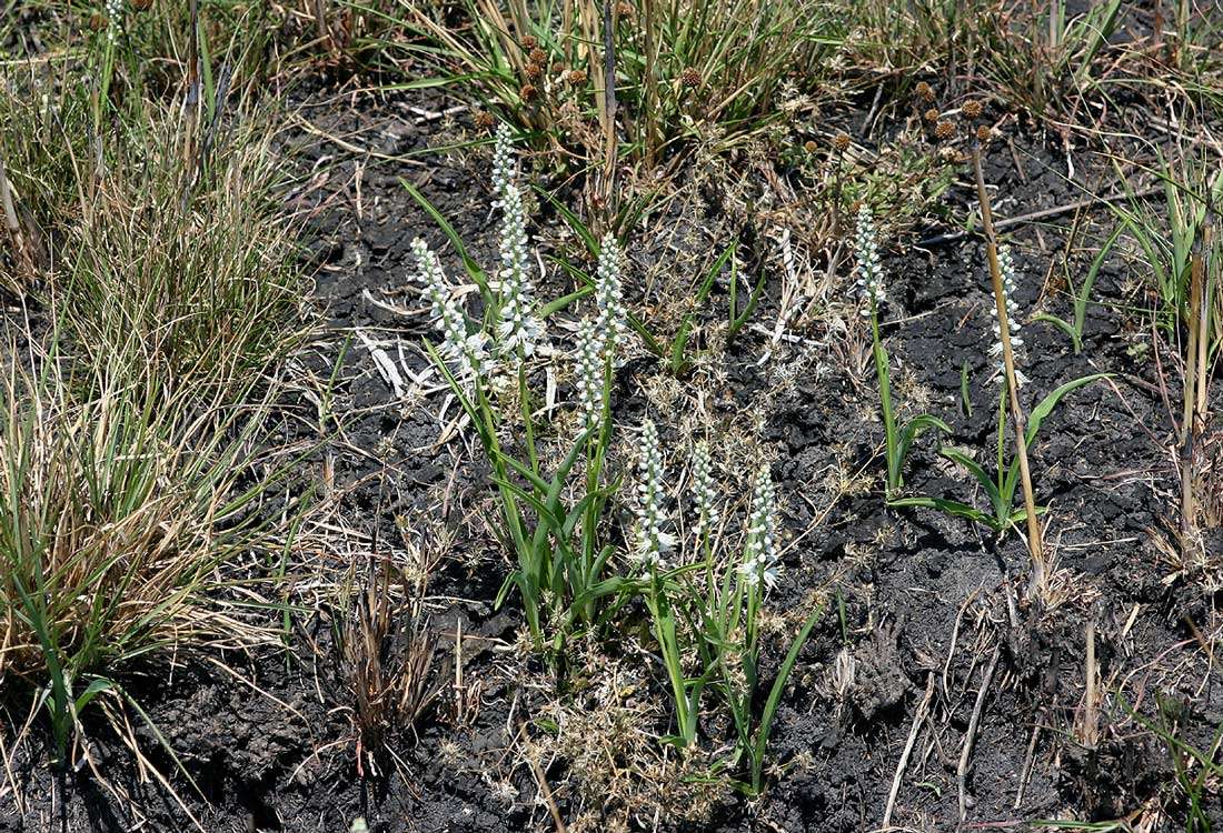 Image of Chlorophytum africanum (Baker) Baker