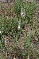 Image of Chlorophytum africanum (Baker) Baker