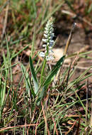 Image of Chlorophytum africanum (Baker) Baker