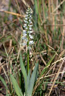 Image of Chlorophytum africanum (Baker) Baker