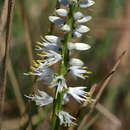 Image of Chlorophytum africanum var. silvaticum (Dammer) Meerts