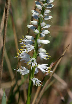 Image of Chlorophytum africanum (Baker) Baker