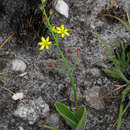 Image of Eriospermum mackenii subsp. phippsii (Wild) P. L. Perry