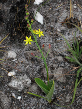 Image de Eriospermum mackenii (Hook. fil.) Baker