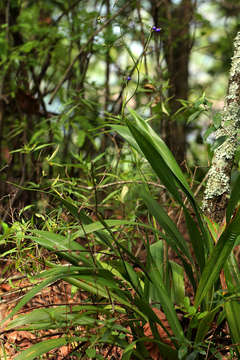 Plancia ëd Dianella