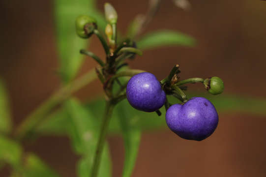 Image of Dianella