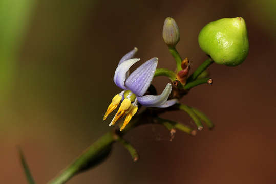 Image of Dianella