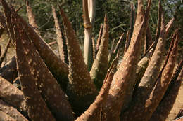 Image of aloe