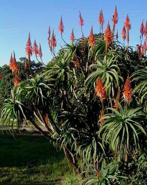 Image of aloe