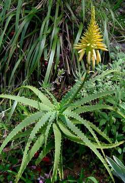 Image of aloe