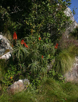 Image of aloe