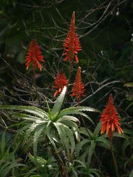 Image of aloe