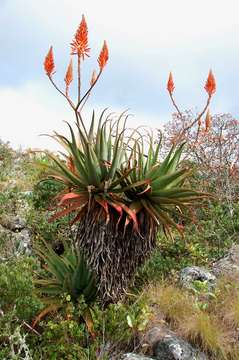 Image of aloe