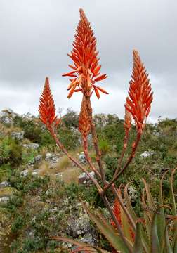 Image of aloe