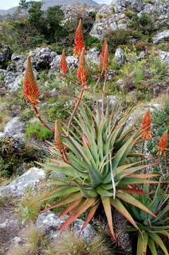Image of aloe