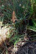 Image of Aloe ballii Reynolds