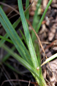 Image of Aloe ballii Reynolds