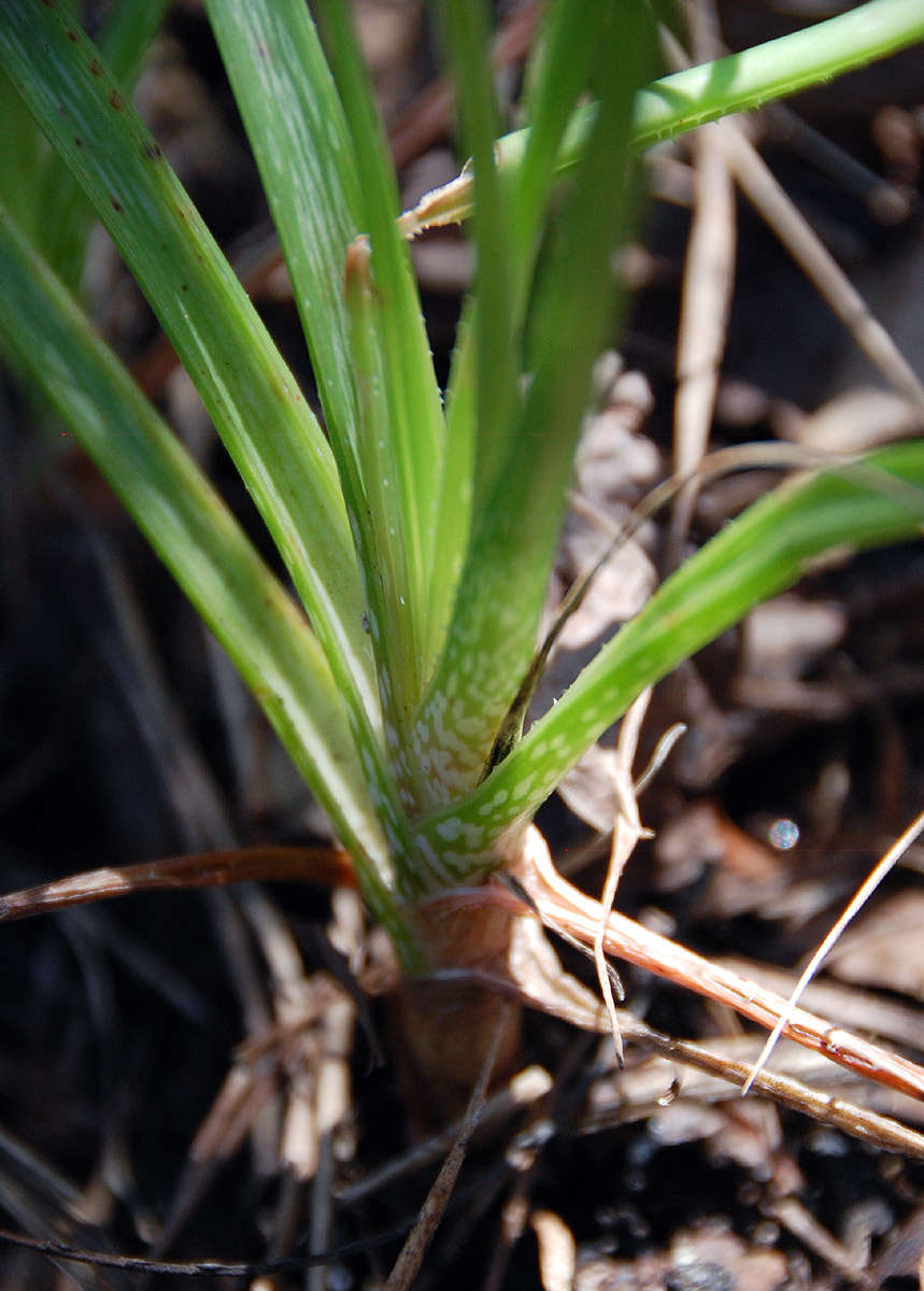 Image of Aloe ballii Reynolds