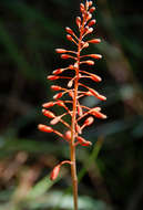 Image of Aloe ballii Reynolds