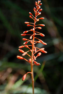 Image of Aloe ballii Reynolds