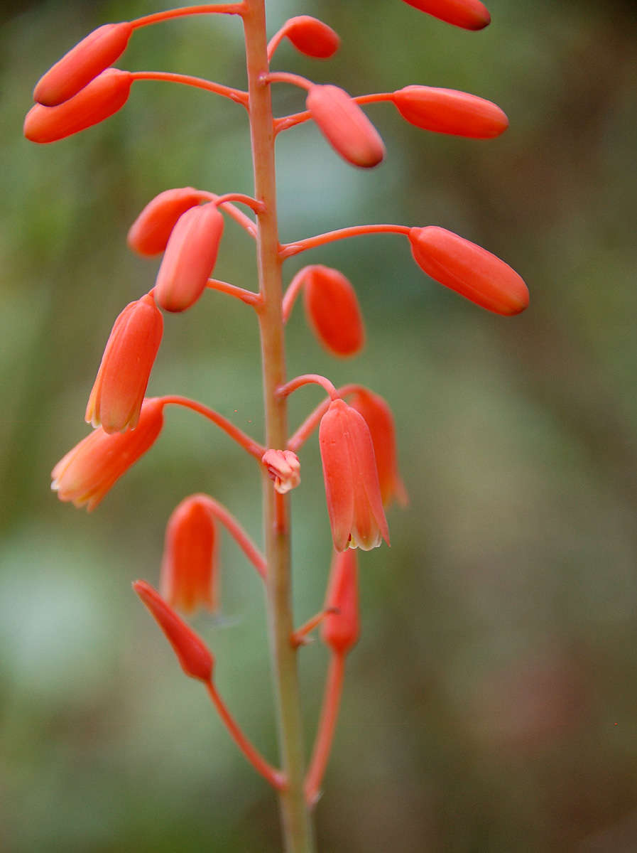 Image of Aloe ballii Reynolds