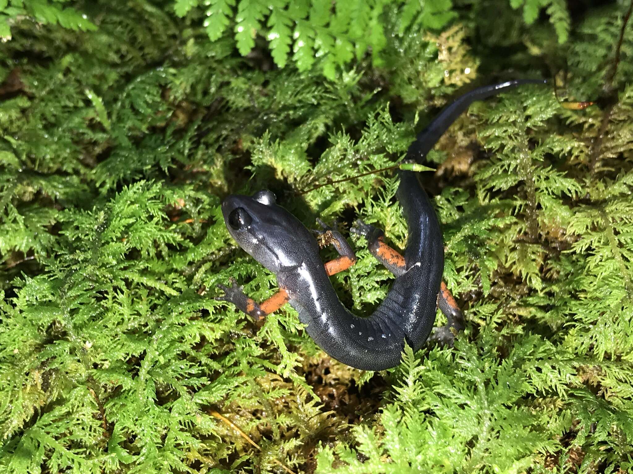 Image of Red-legged Salamander