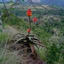 Image of Cameron's ruwari aloe