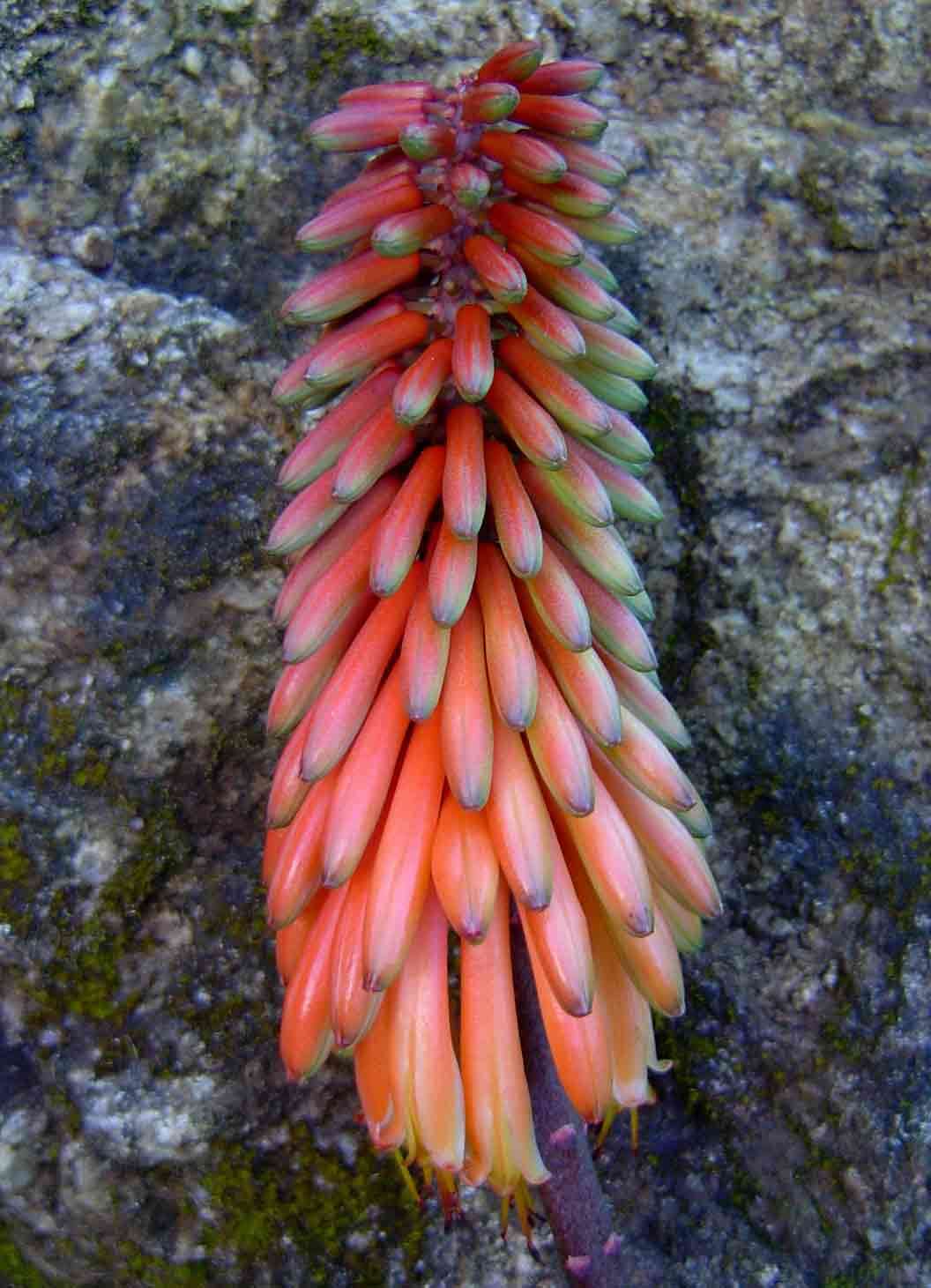 Aloe cameronii var. bondana Reynolds resmi