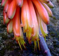 Image of Aloe cameronii var. bondana Reynolds