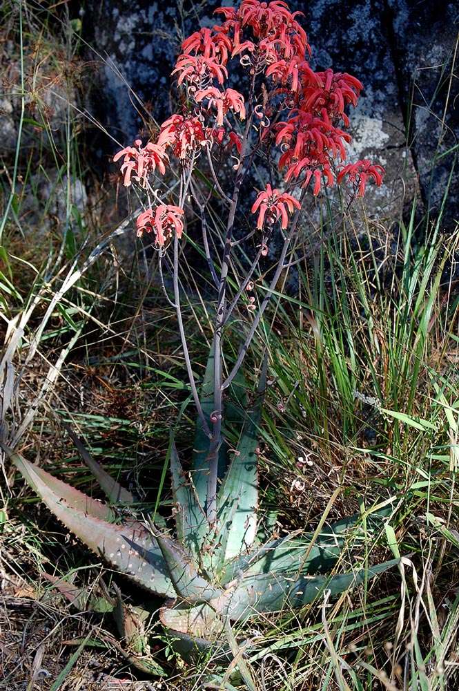 Image of African bushveld aloe