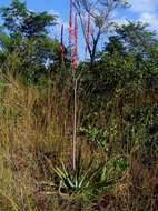 Image of Basil Christian's aloe