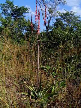 Image of Basil Christian's aloe