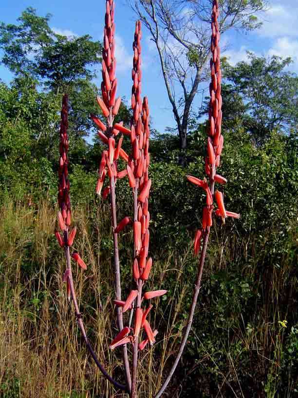 Image of Basil Christian's aloe