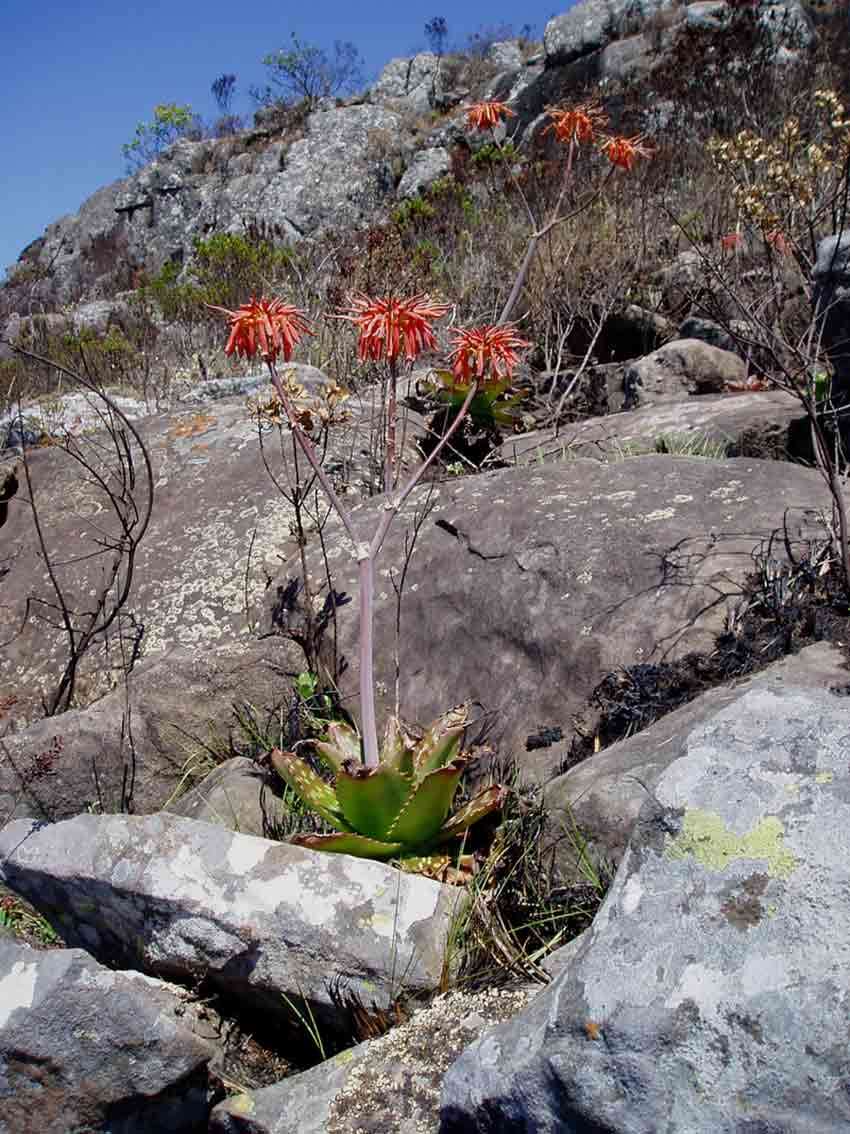 Image of Aloe collina S. Carter