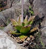 Image of Aloe collina S. Carter