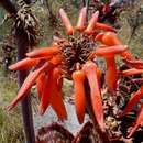 Image of Aloe collina S. Carter