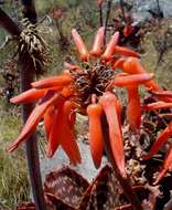 Image of Aloe collina S. Carter