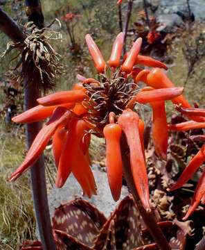 Plancia ëd Aloe collina S. Carter