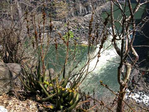 Image of Dr Kirk's aloe