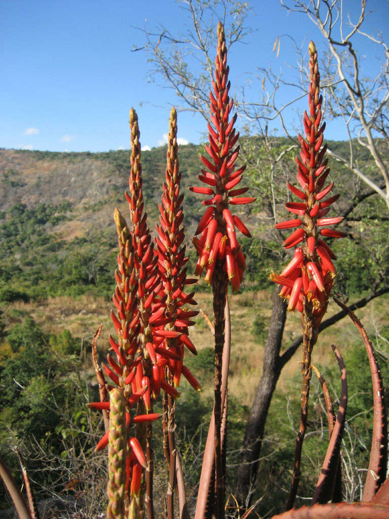 Aloe cryptopoda Baker resmi