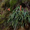 Image of Howman's cliff aloe