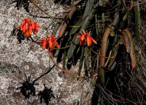 Image of Aloe hazeliana Reynolds